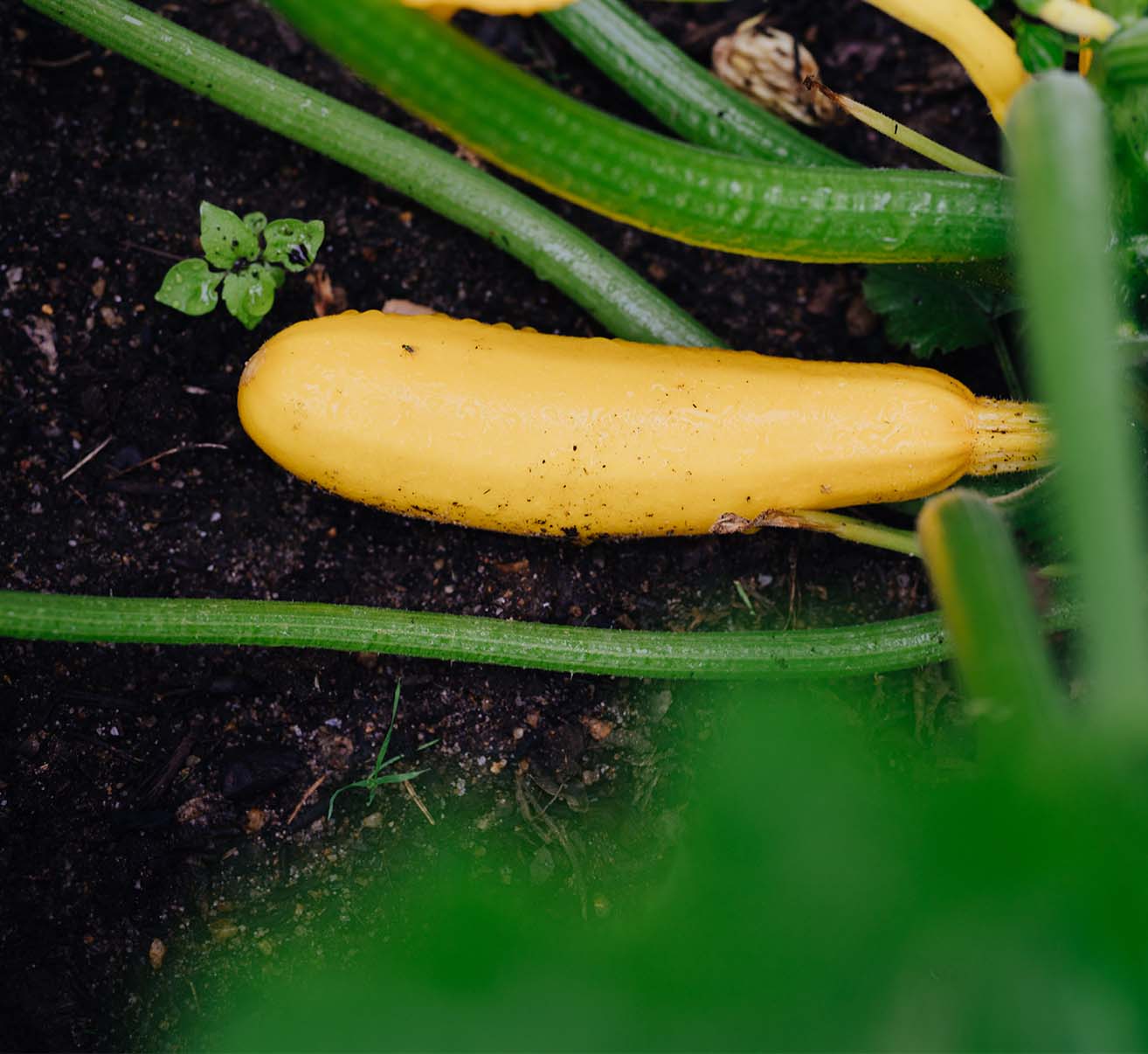 Zucchini selber pflanzen