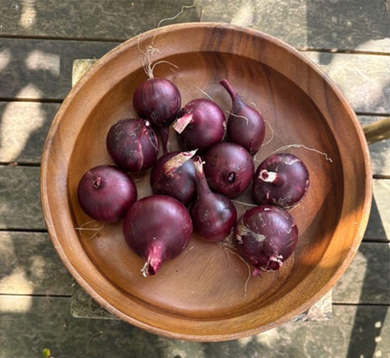 Zwiebel selber anbauen