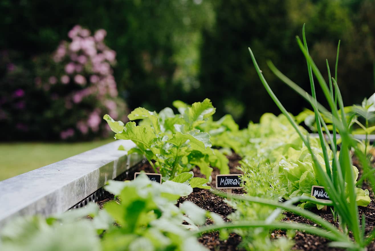 Gestaffelter Anbau im Gemüsegarten