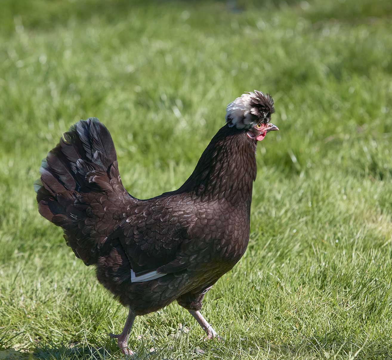 Holländische Haubenhühner