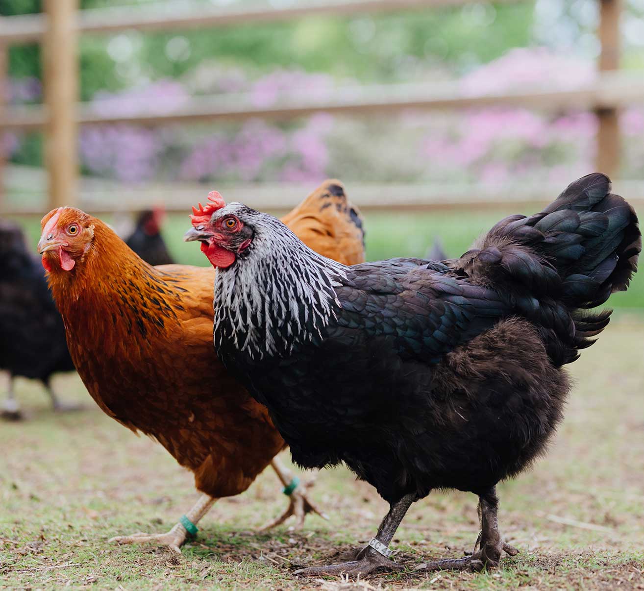 gesunde Snacks Hühner
