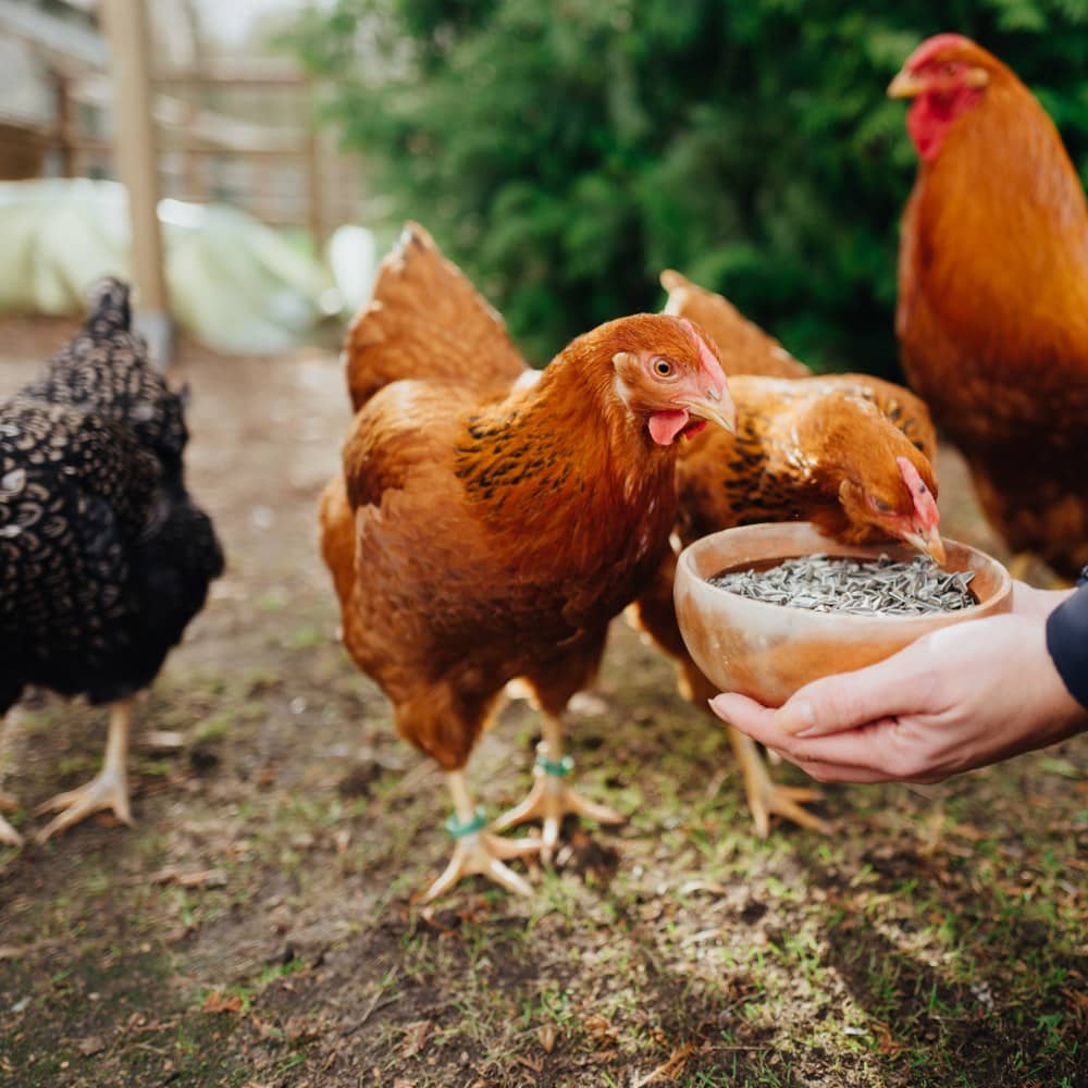 Beschäftigungstipps für Hühner