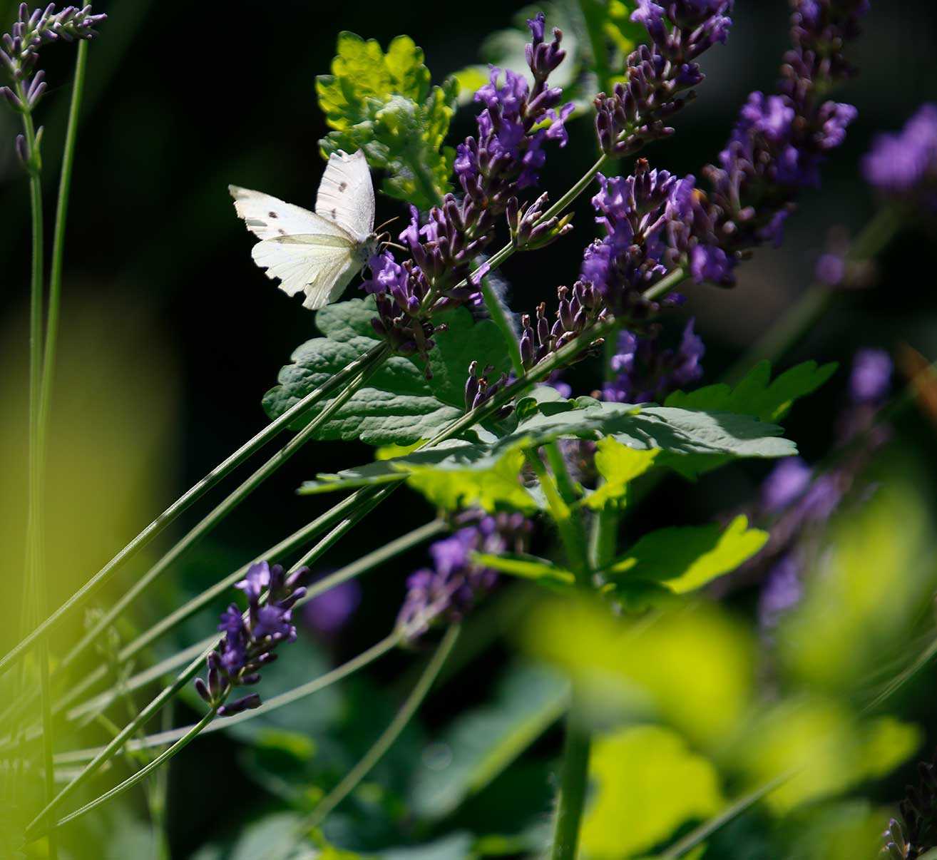 Schädlinge im Hochbeet