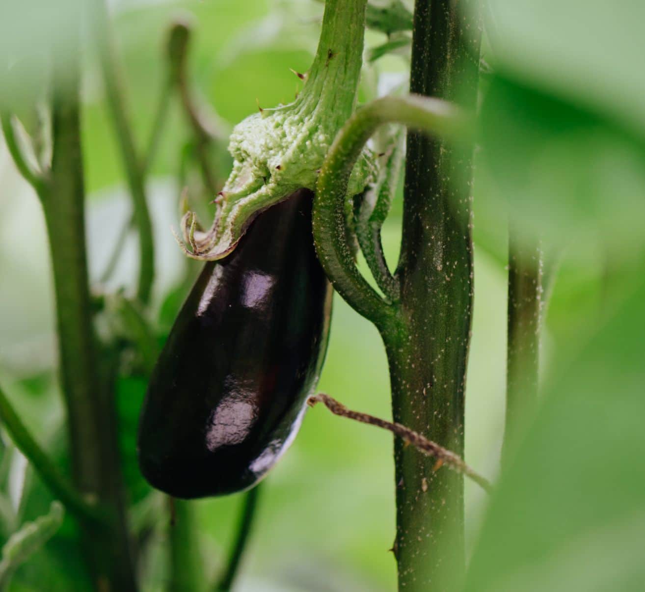 Aubergine im eigenen Garten anbauen