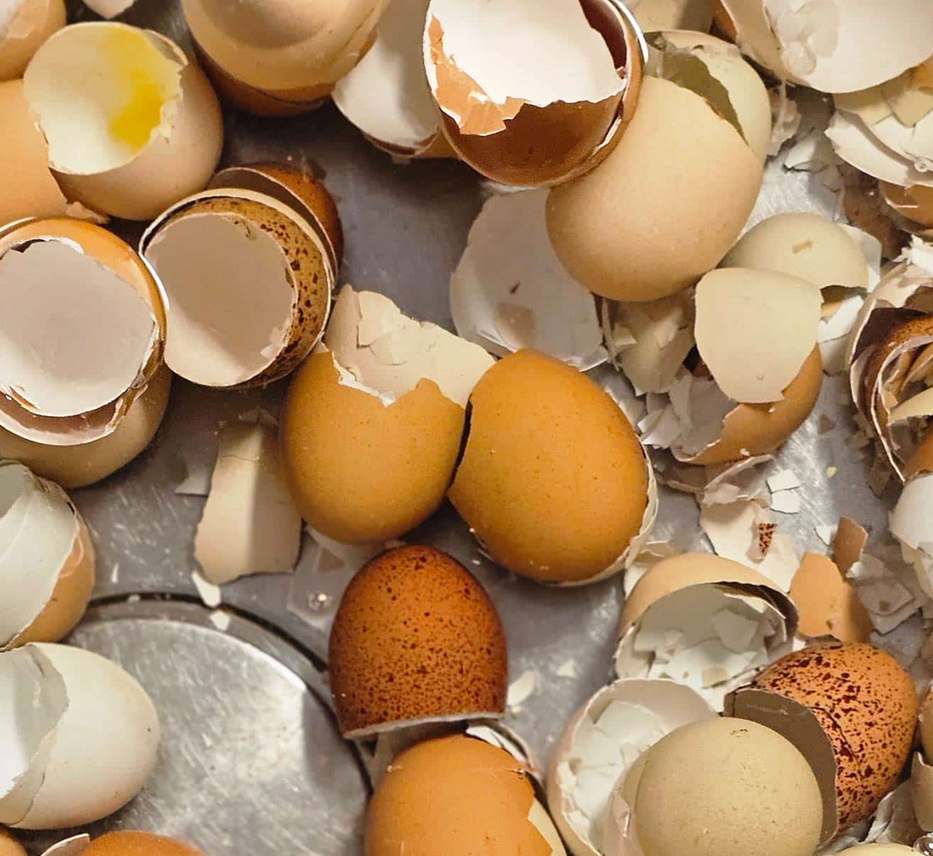 Eierschalen als Helfer