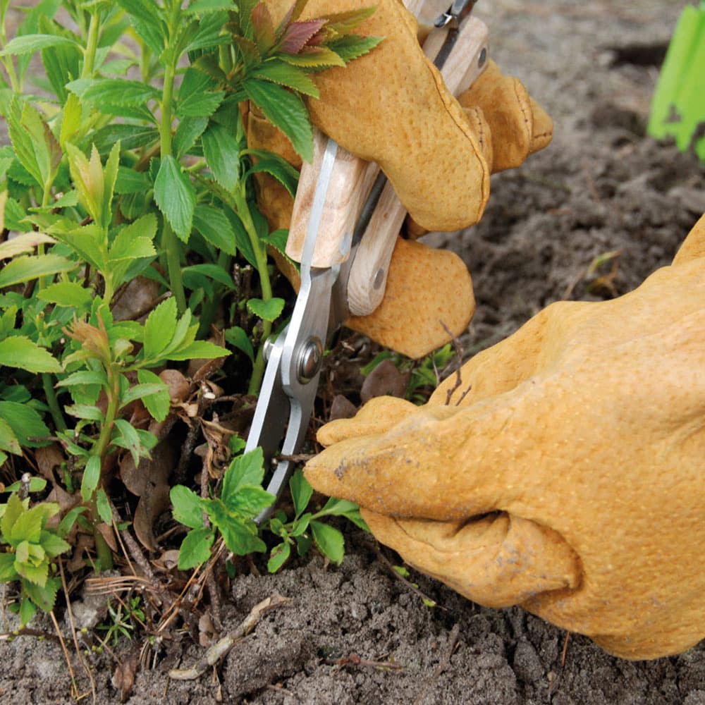 Edelstahl Obst- und Blumenschere - Produktbild