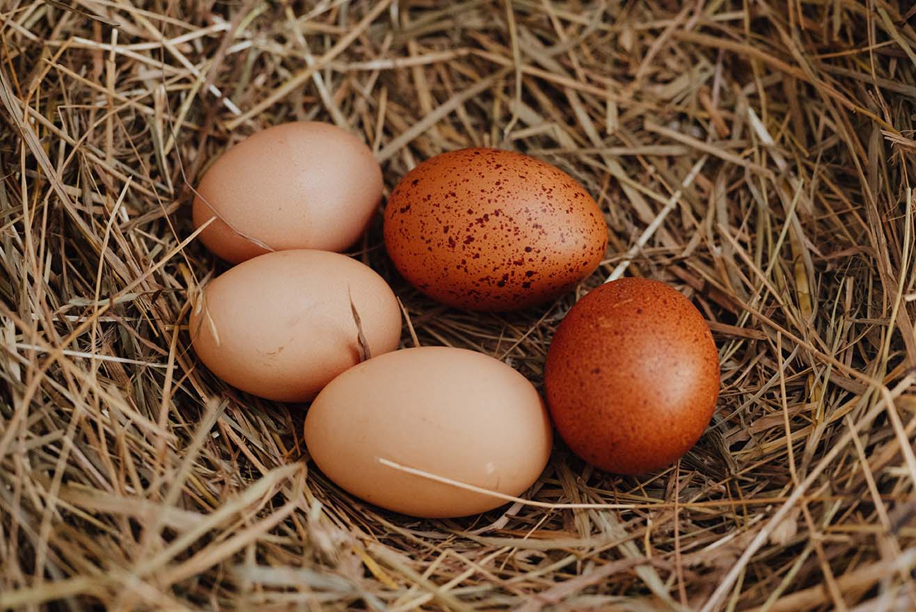 Umgang und Lagerung der eigenen Hühnereier