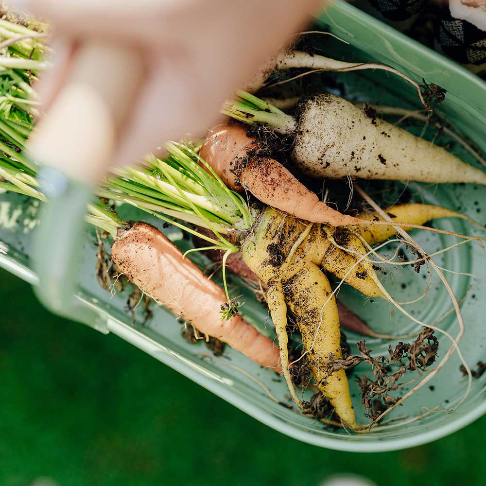 Schale, Korb Homefarming