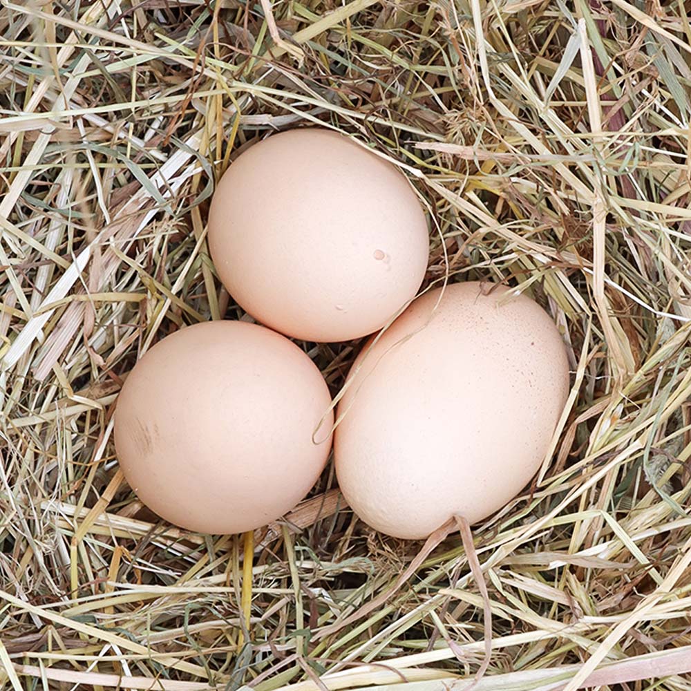 hellbraune Eier von Barneveldern