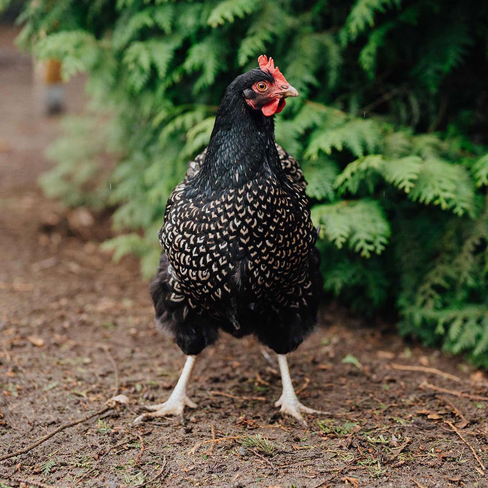 Barnevelder-Steckbriefbild