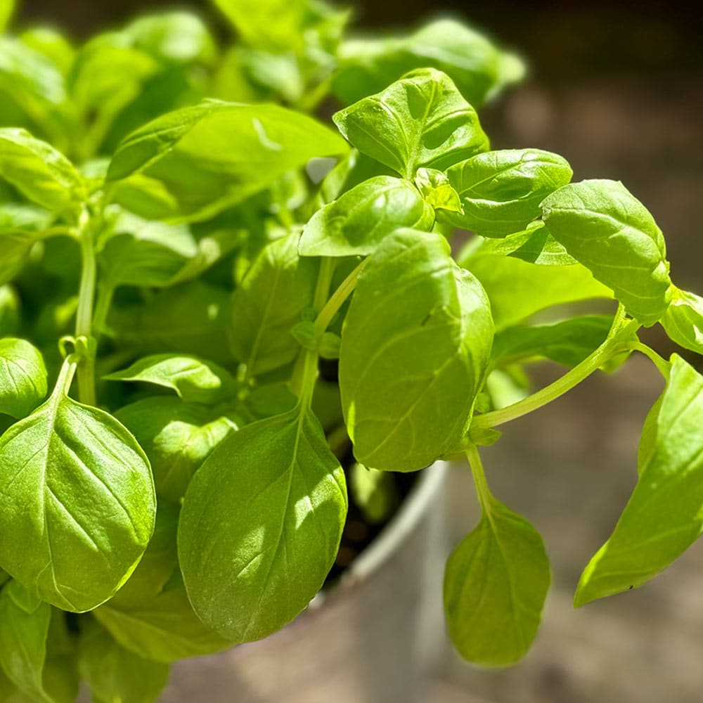 eine Basilikum-Pflanze