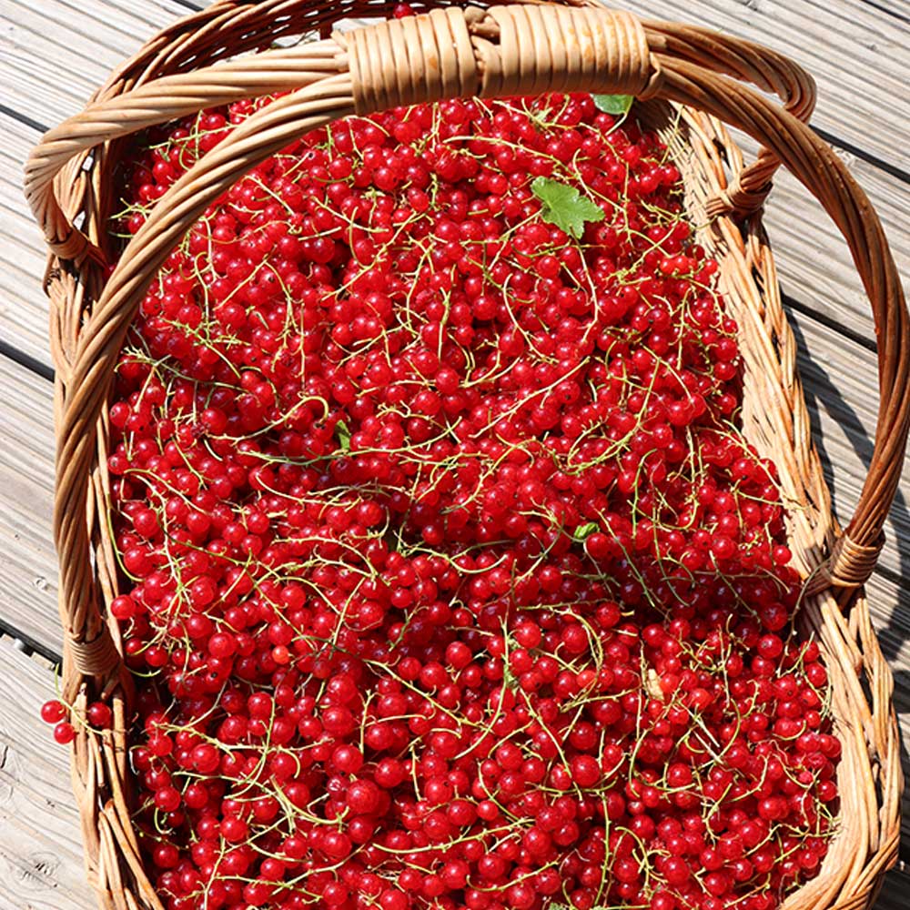 Schritt 1, Bären gesammelt