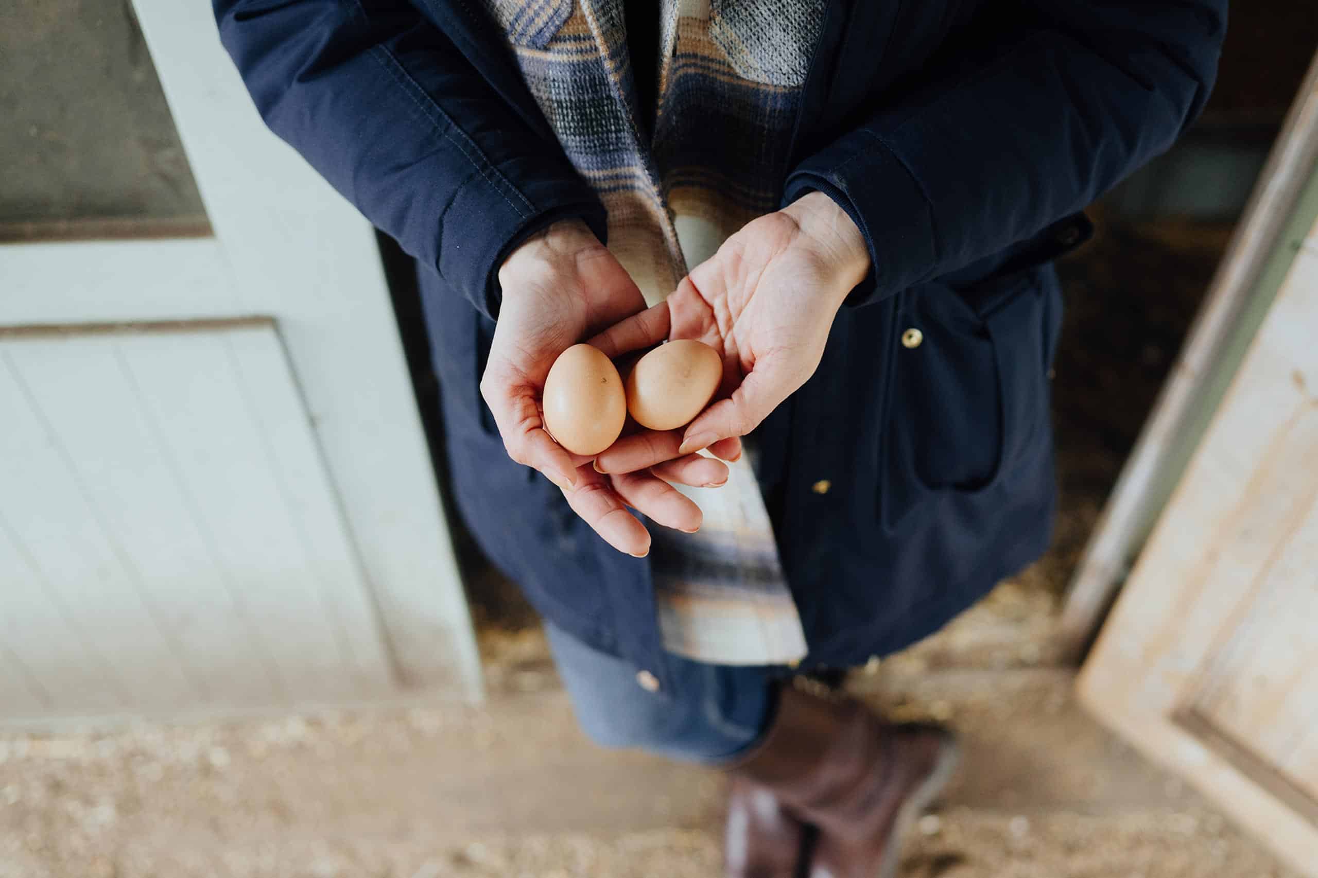 Hexeneier im Nest, Beitrags Titelbild