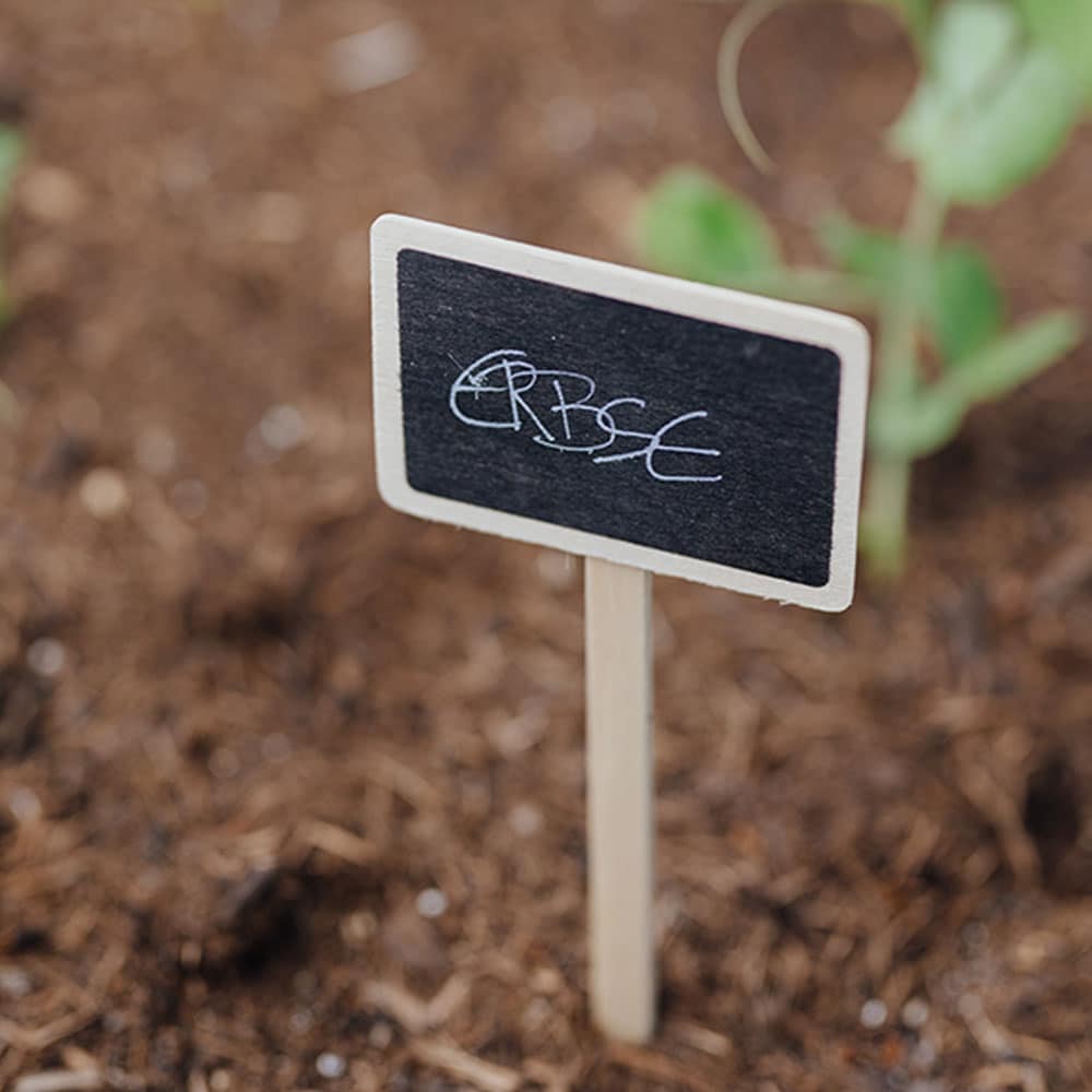 Erbsenschild im Beet