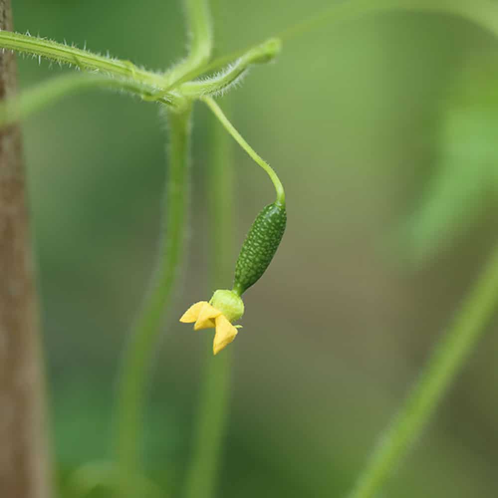Mexikanische Minigurke in ihrer Wachstumsphase