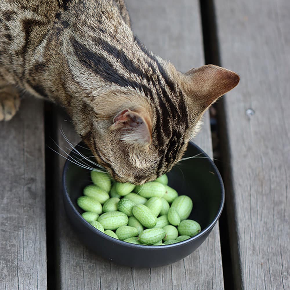 Luise mit den Minigurken