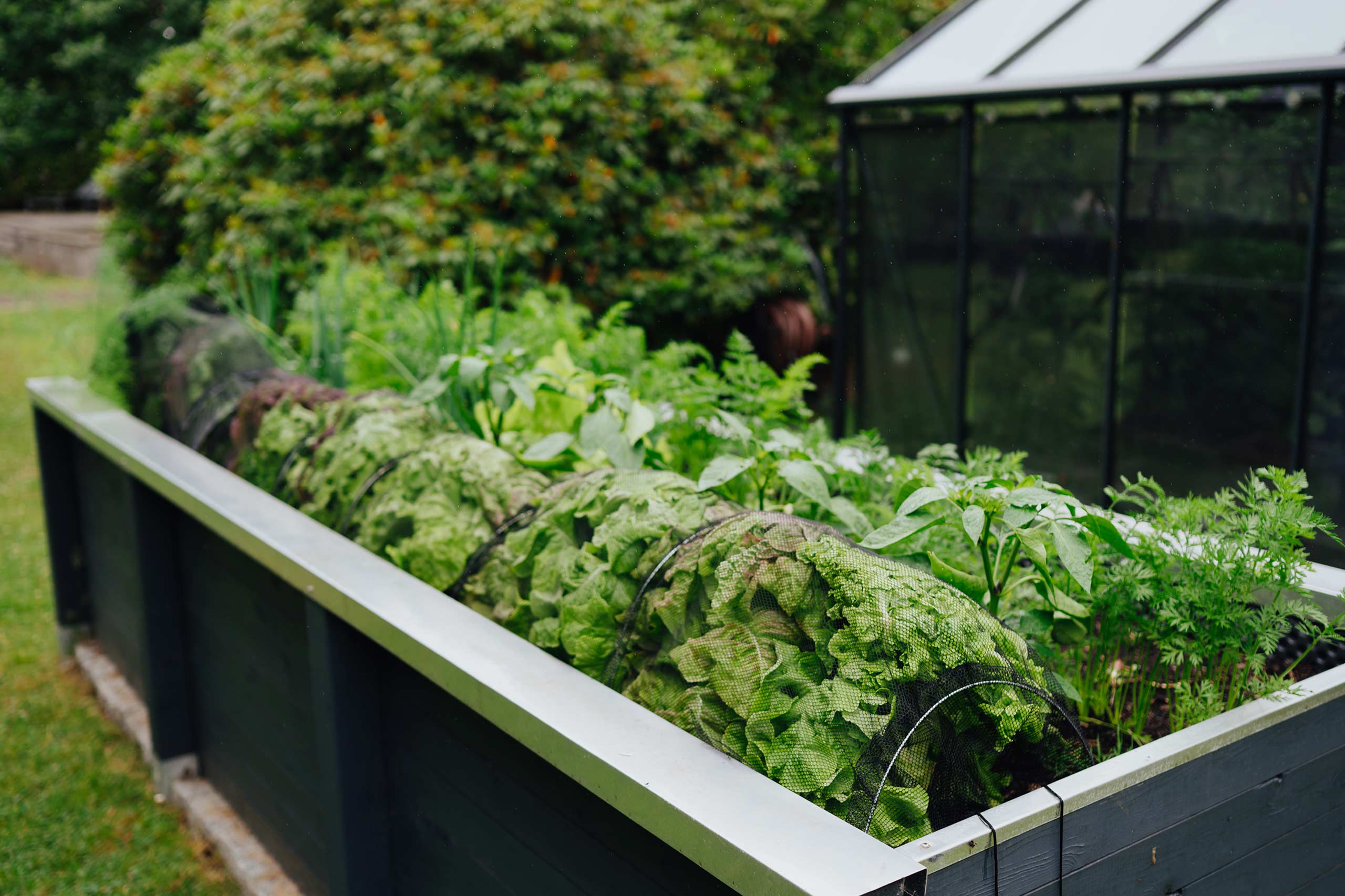 Pflücksalat und Schnittsalat Titelbild im Beet