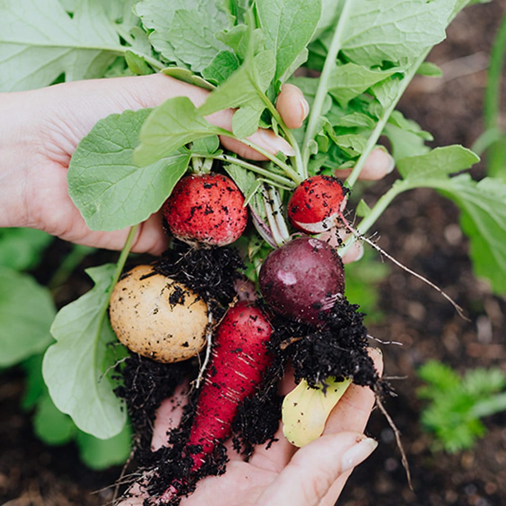 Radieschen frisch aus dem Beet