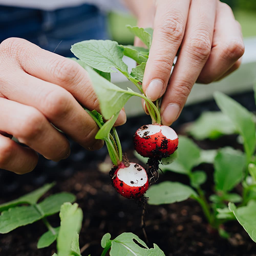 Bild von Radieschen, die frisch geerntet werden