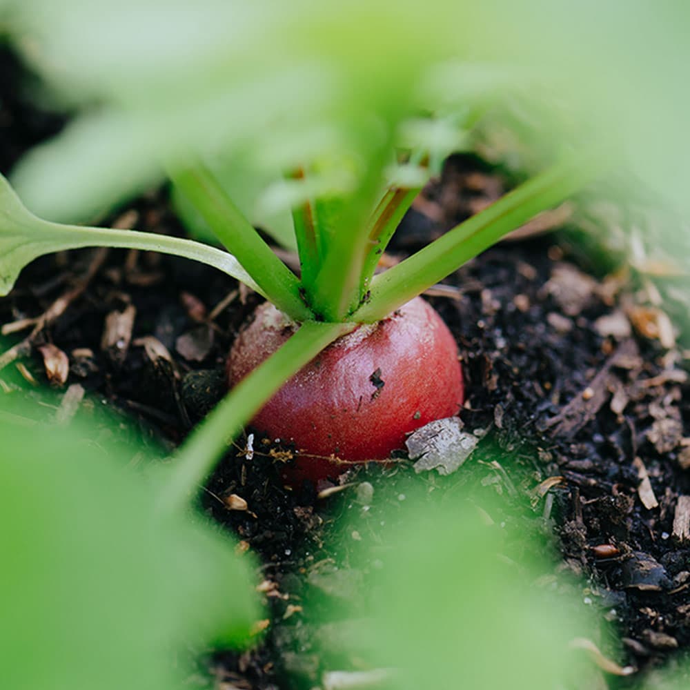 Radieschen Direktsaat Bild