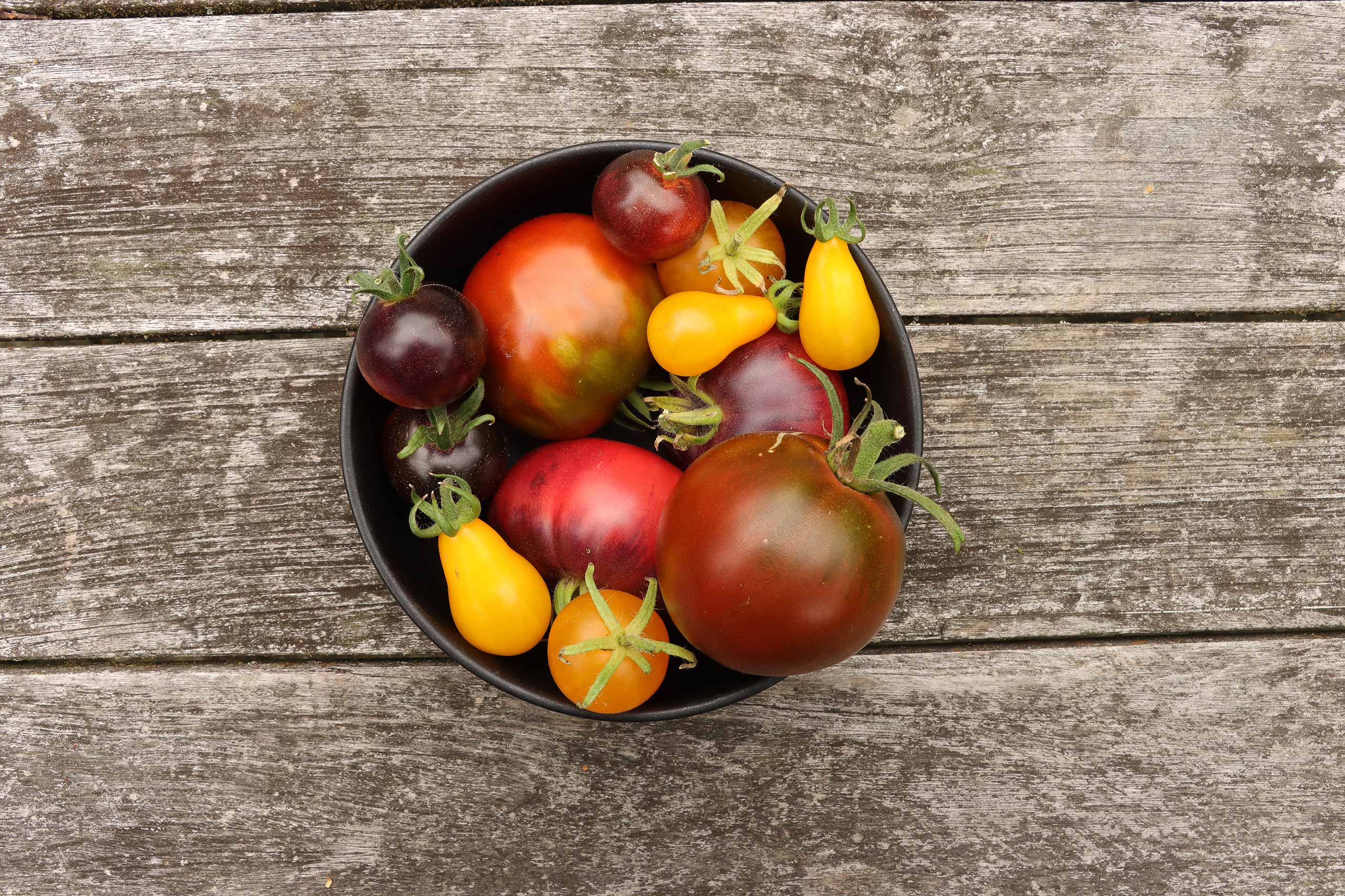 Beitragsbild für den Kindersteckbrief der Tomate