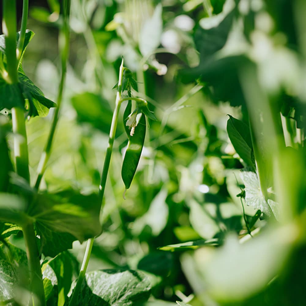 Bild von Erbsen im Beet