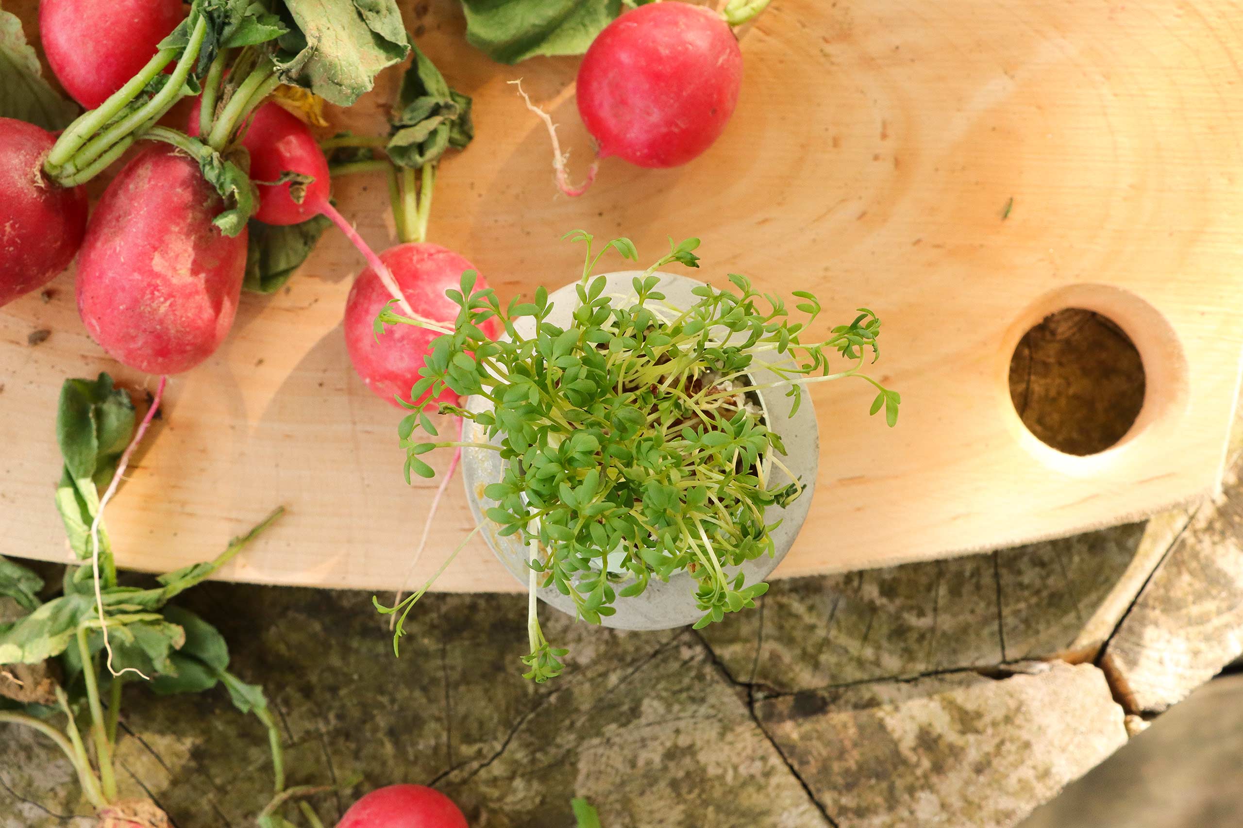 Kindersteckbrief Kresse, Titelbild