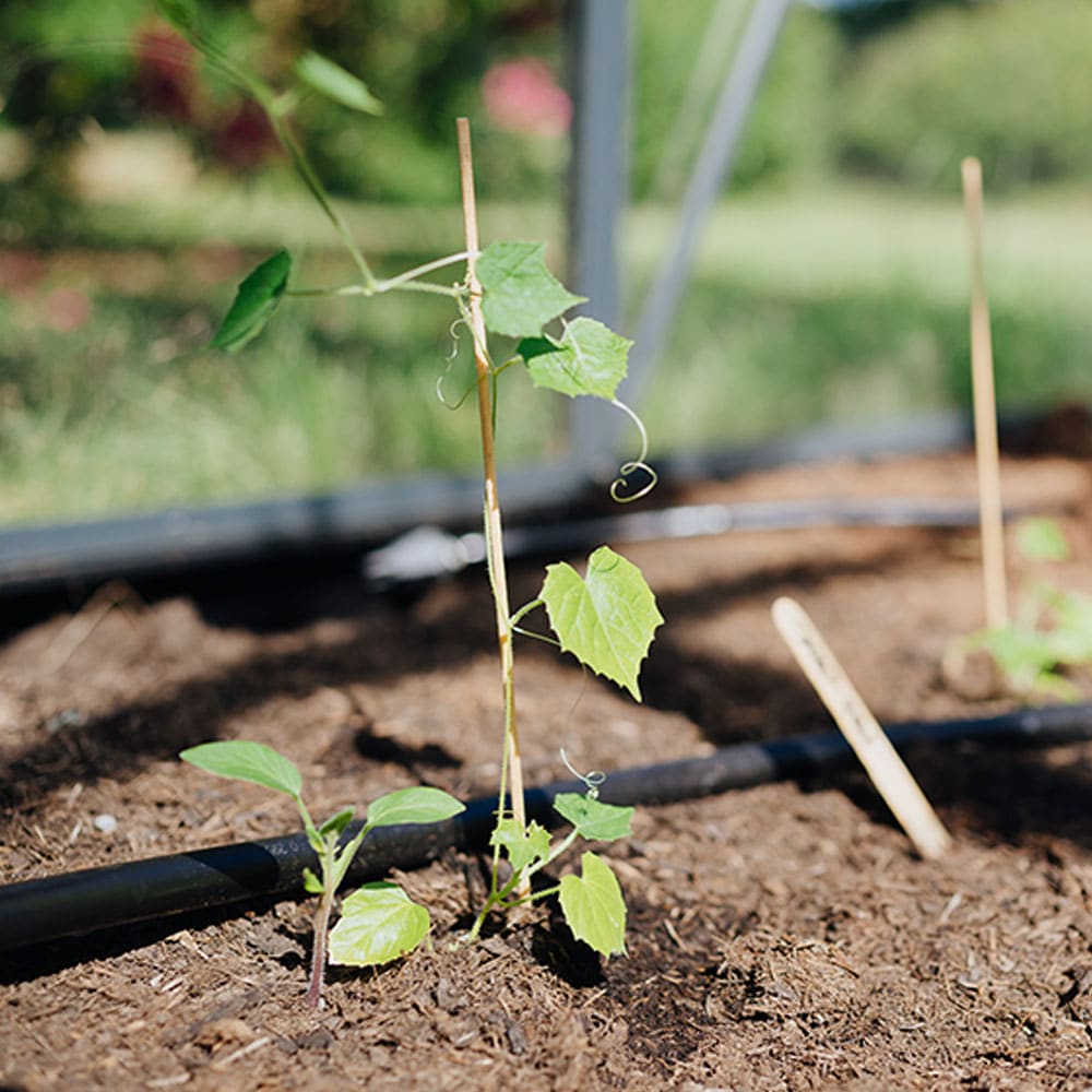 wachsende Minigurke im Beet