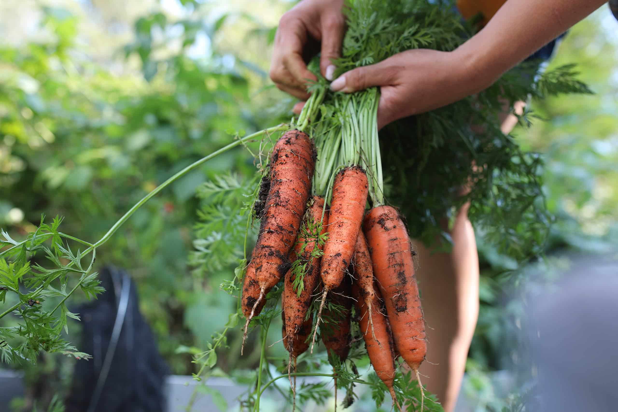 Titelbild für den Kindersteckbrief der Möhre
