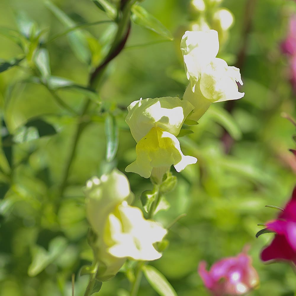 Löwenmäulchen Detailbild