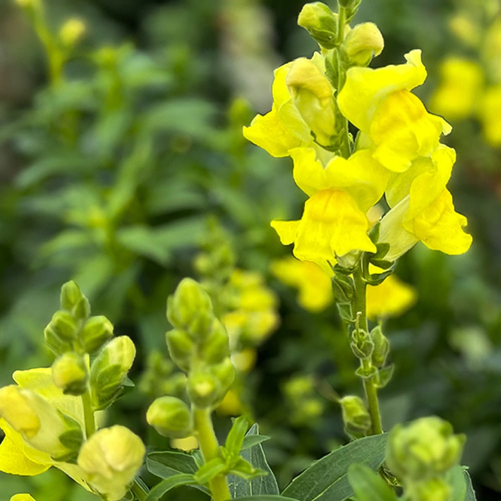 Löwenmäulchen-Zubereitung