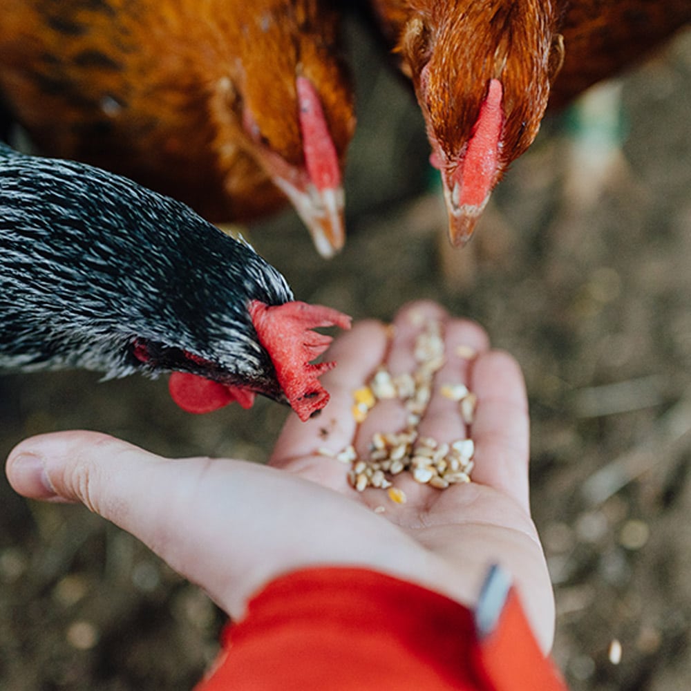 Hühner aus der Hand gefüttert