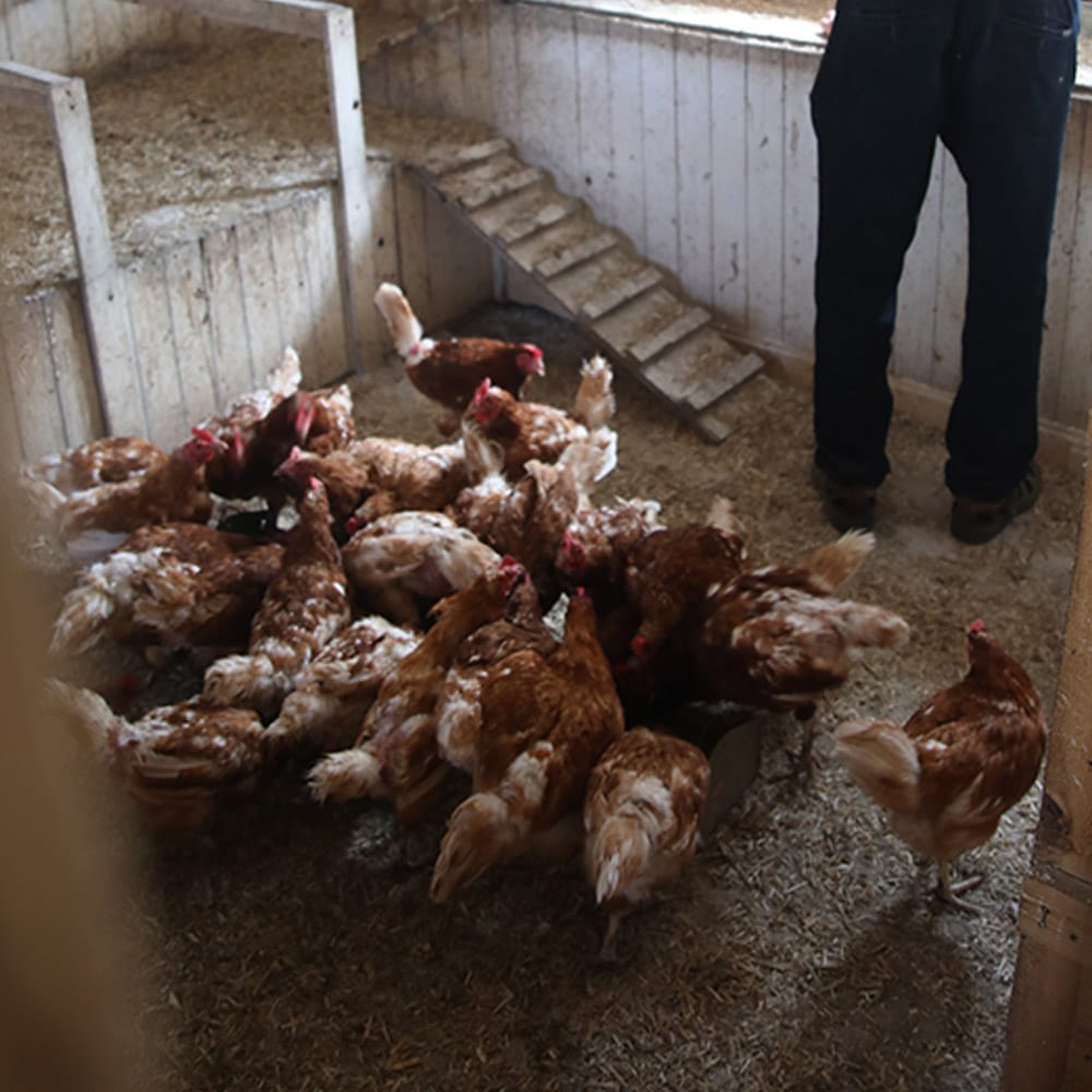 viele Hühner auf einem Haufen
