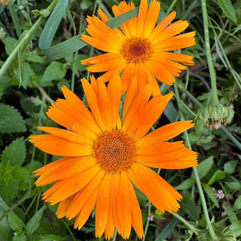 Ringelblume in der Natur