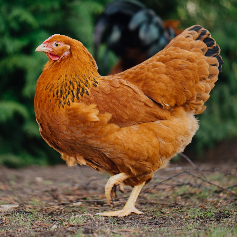 Dresdner Beitragsbild