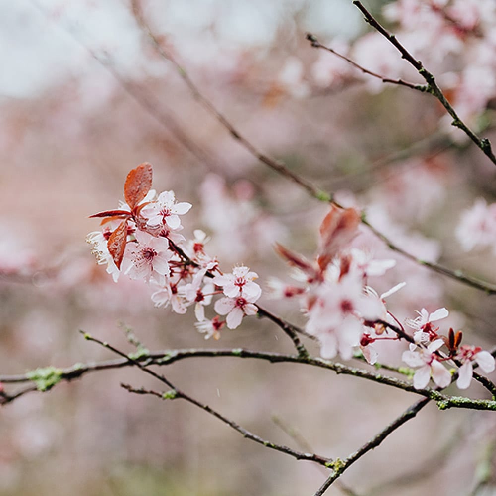 Kirschblüten am blühen
