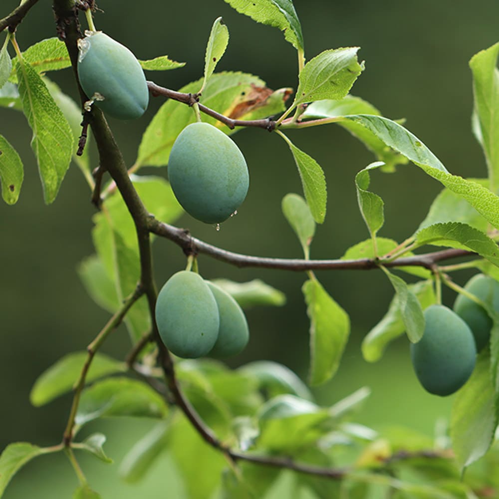 Pflaumenbaum reift mit seinen Früchten