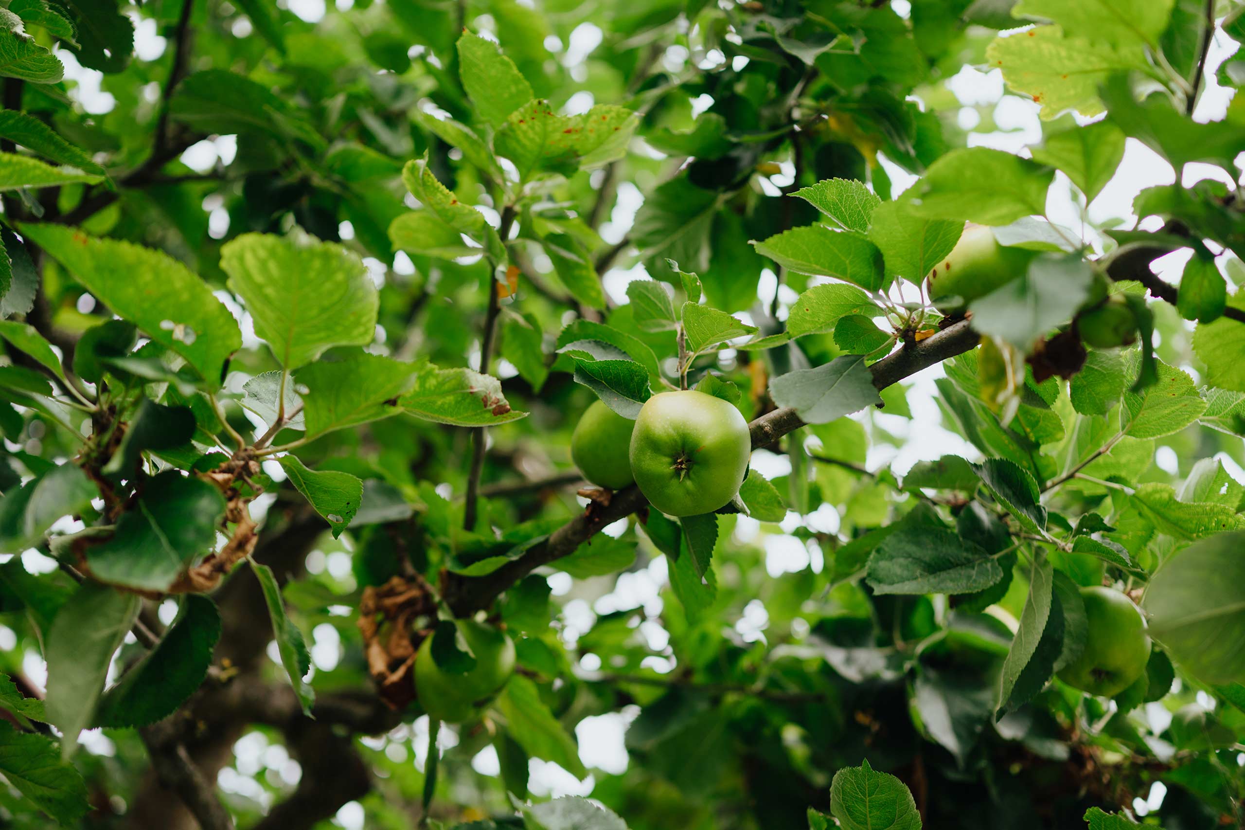 Obstbaum Rückschnitt, der Apfelbaum