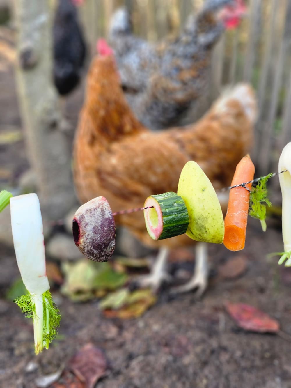Snack Girlande wird bei den Hühnern aufgehangen