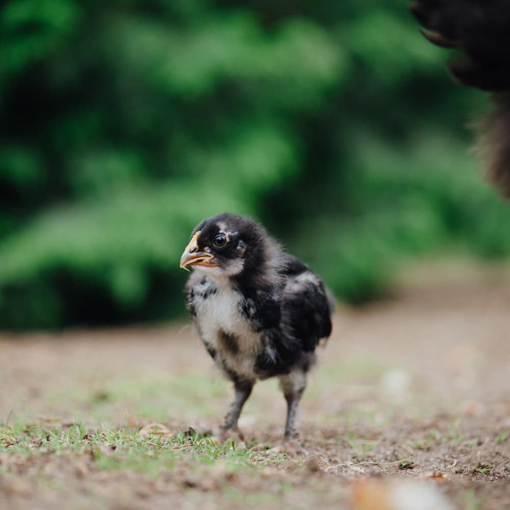Kükenaufzucht Bild 1, Küken vor der Hecke