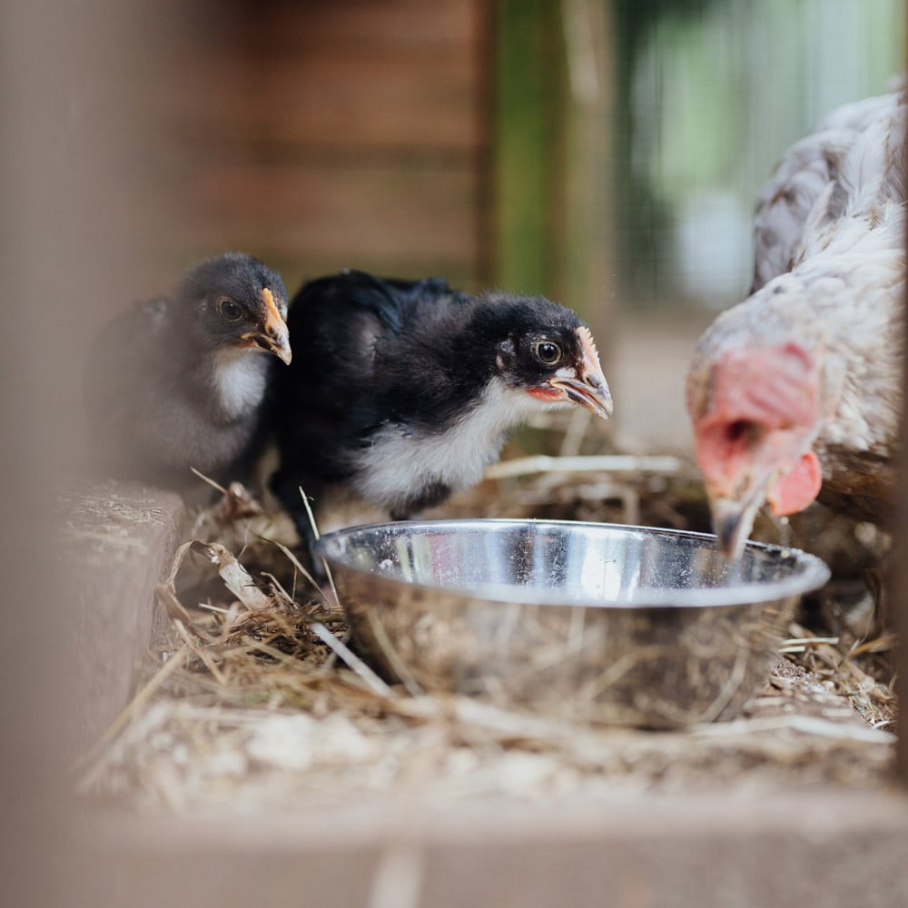 Kükenaufzucht Bild 2, Küken trinken aus Napf