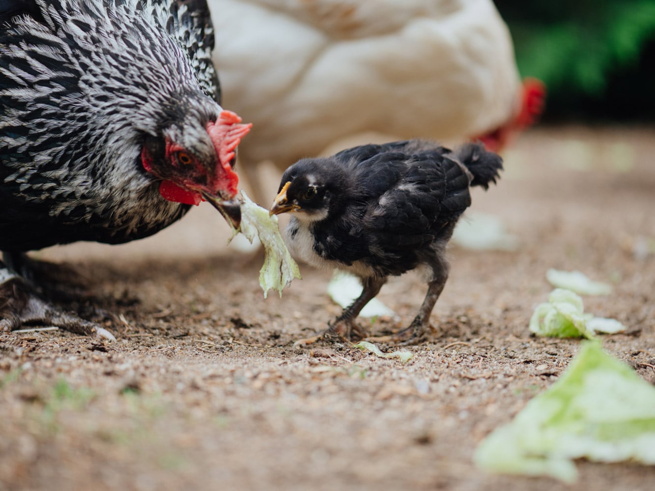 ABC der Kükenaufzucht Beitragsbild
