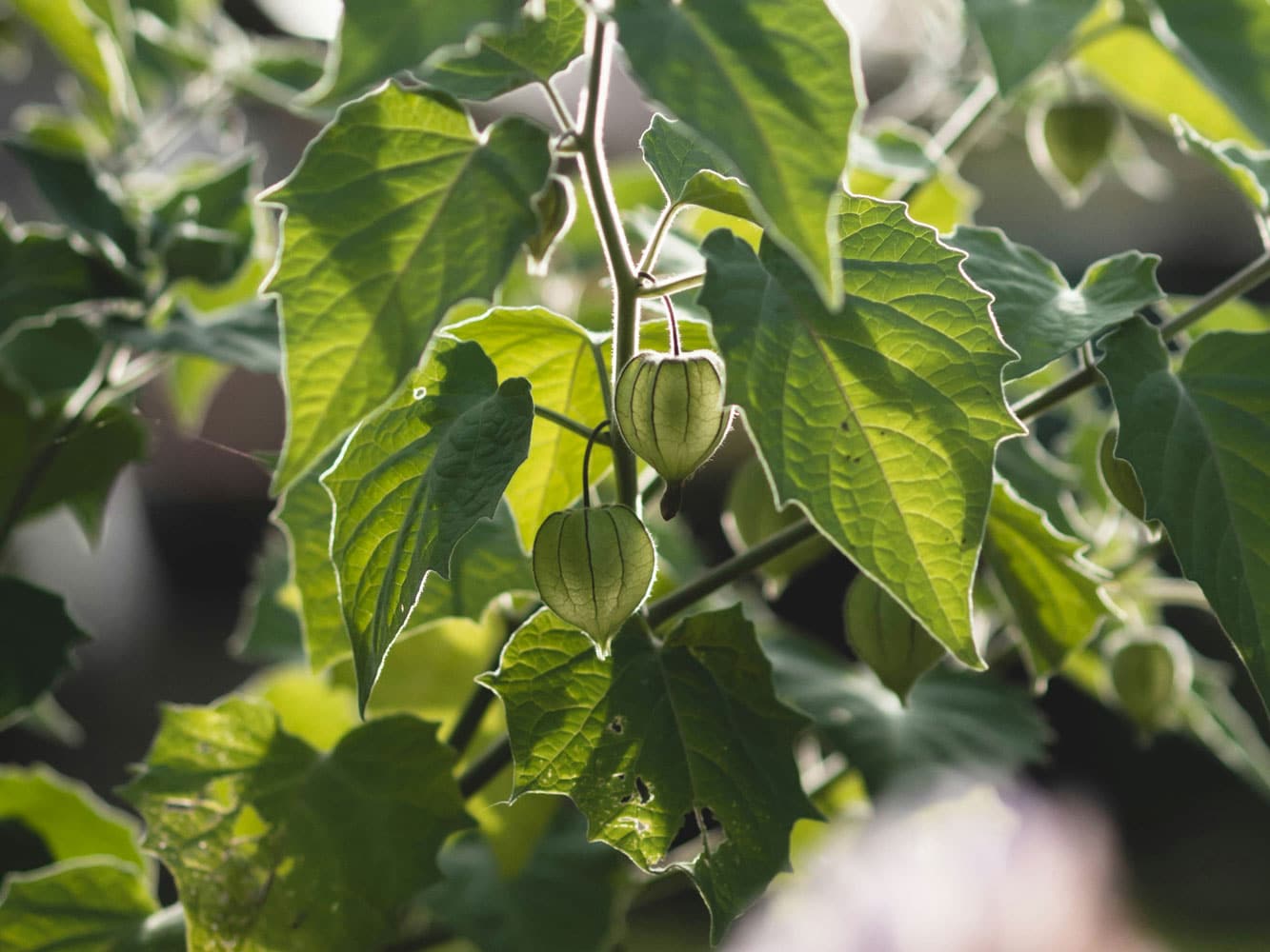 Physalis Beitragsbild
