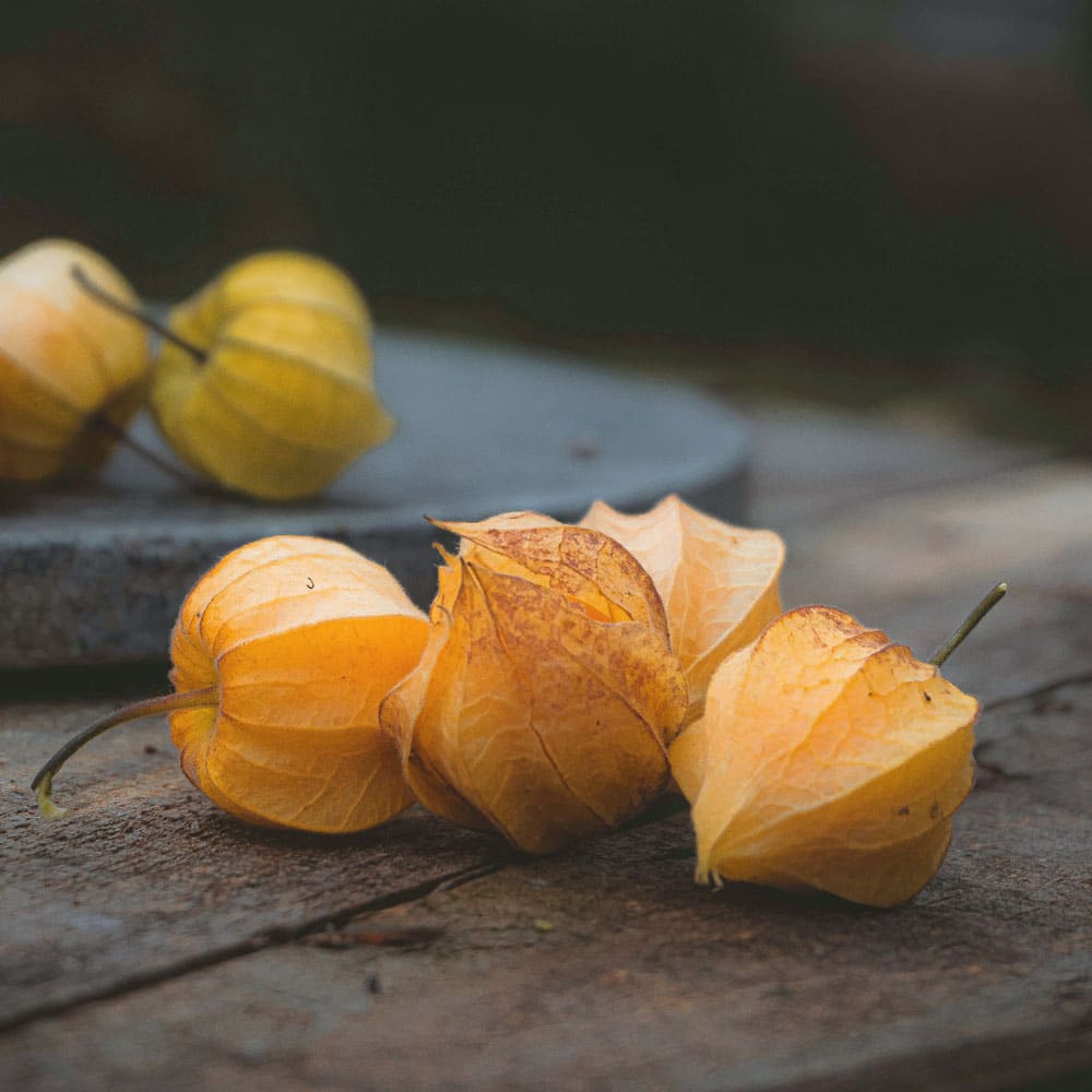 Physalis Bild