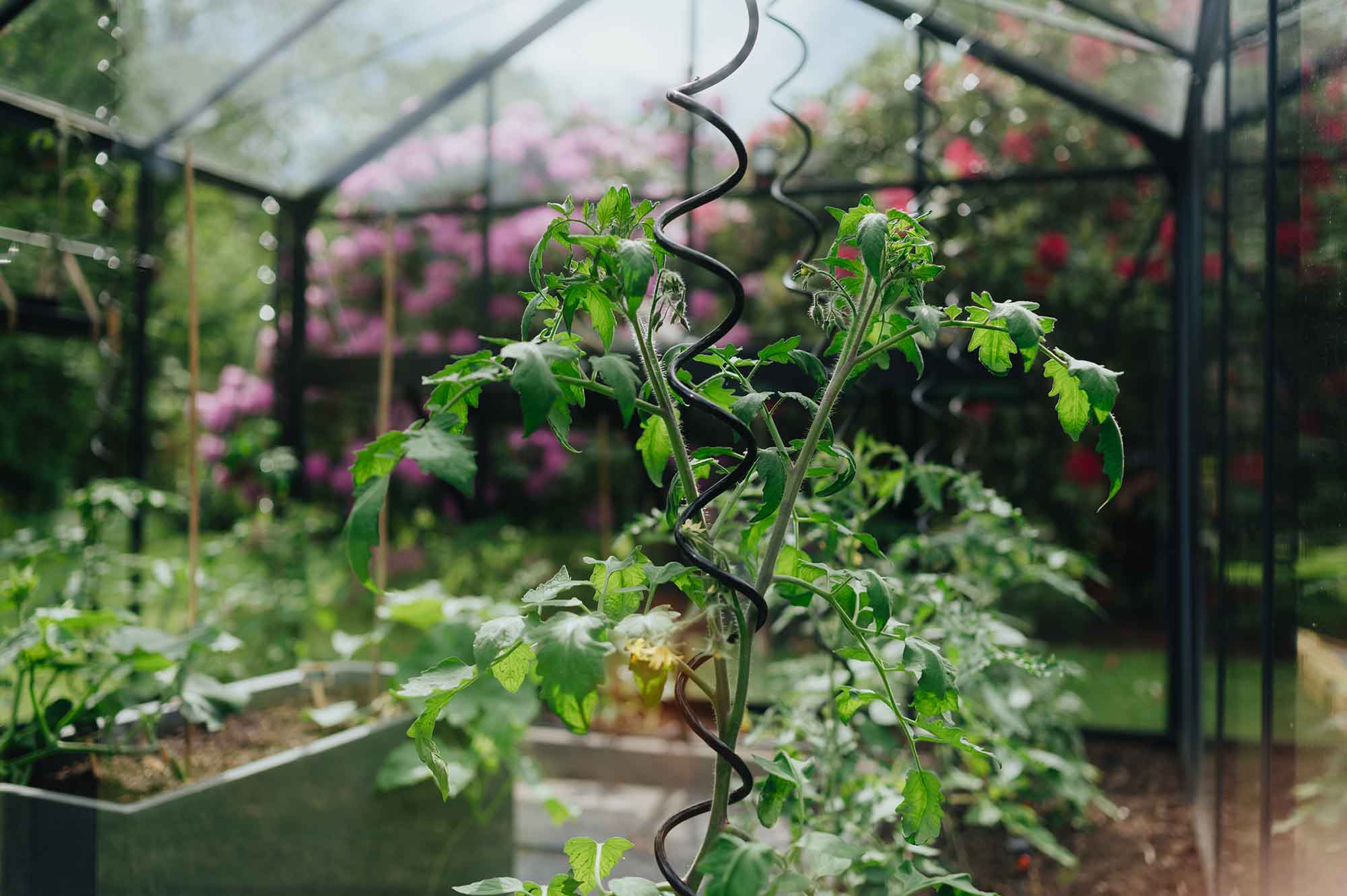 Gewächshaus Judith Rakers Homefarming