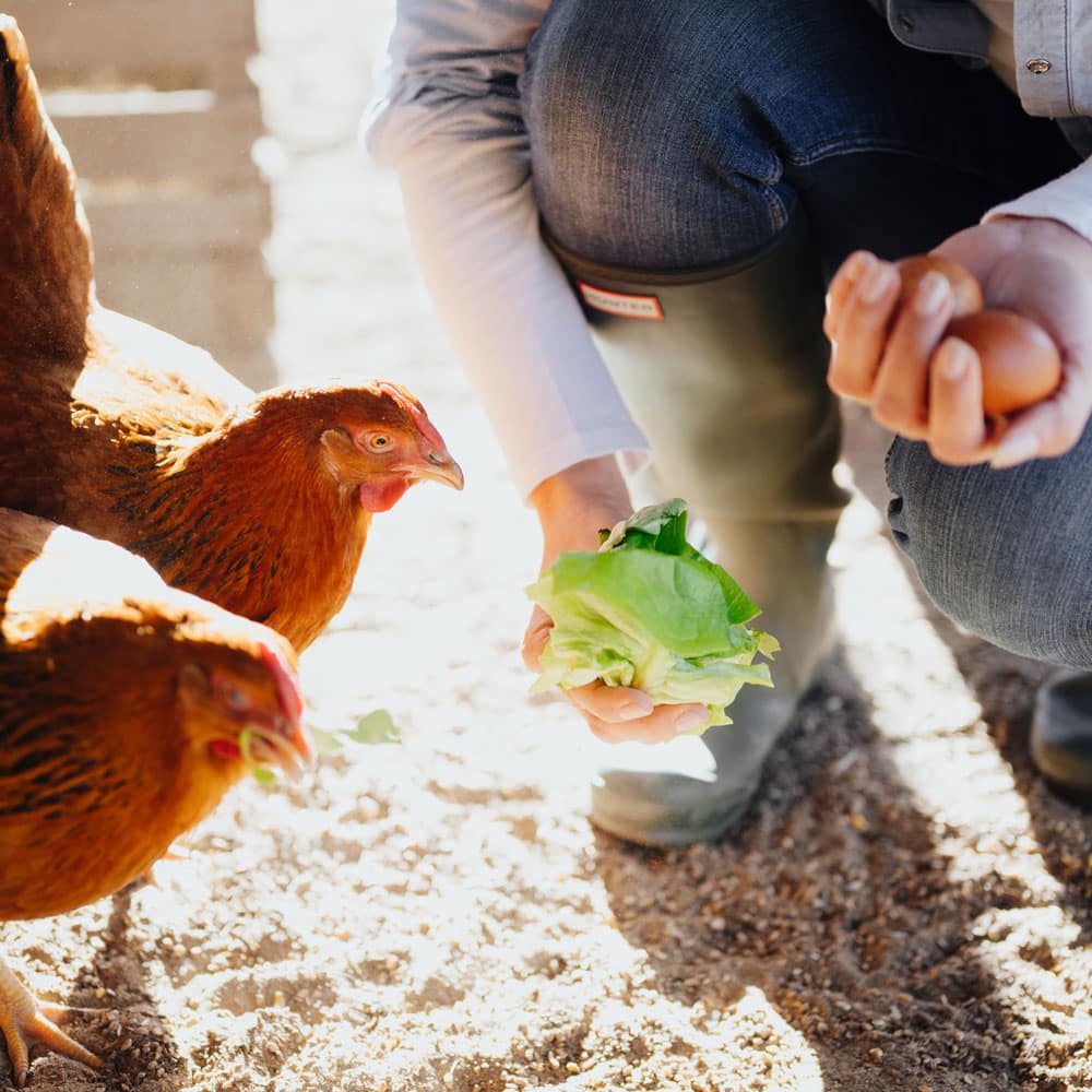 Eierqualität verbessern, die richtige Ernährung