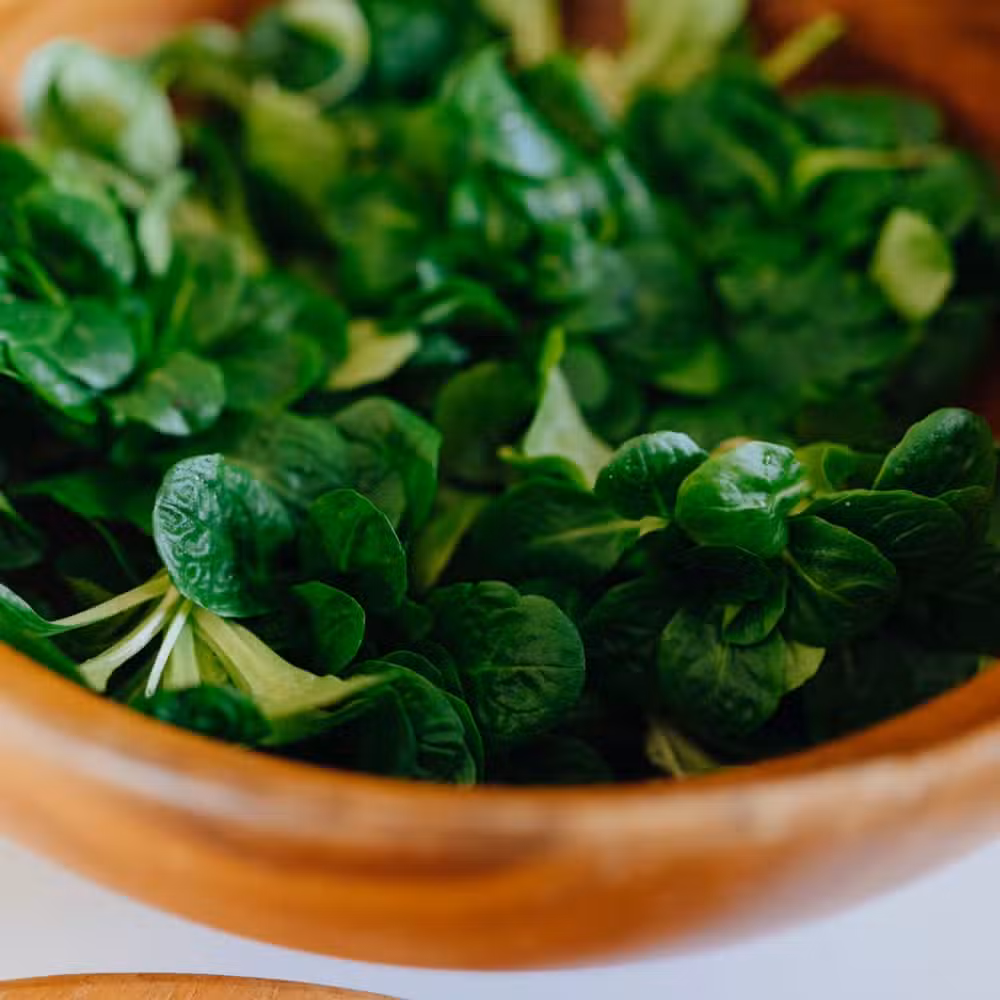 Homefarming Feldsalat Vit