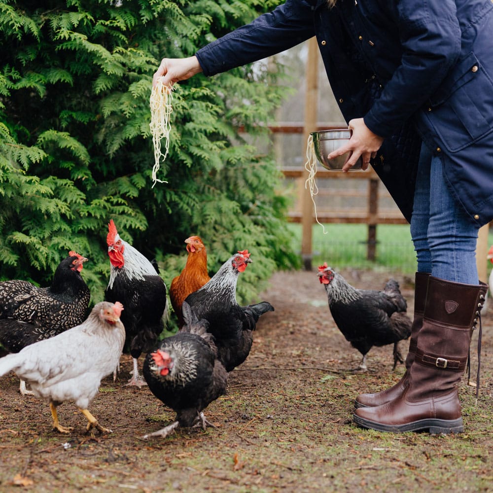 Hühnerkrankheiten im Fokus, Hühner werden mit Spaghetti gefüttert