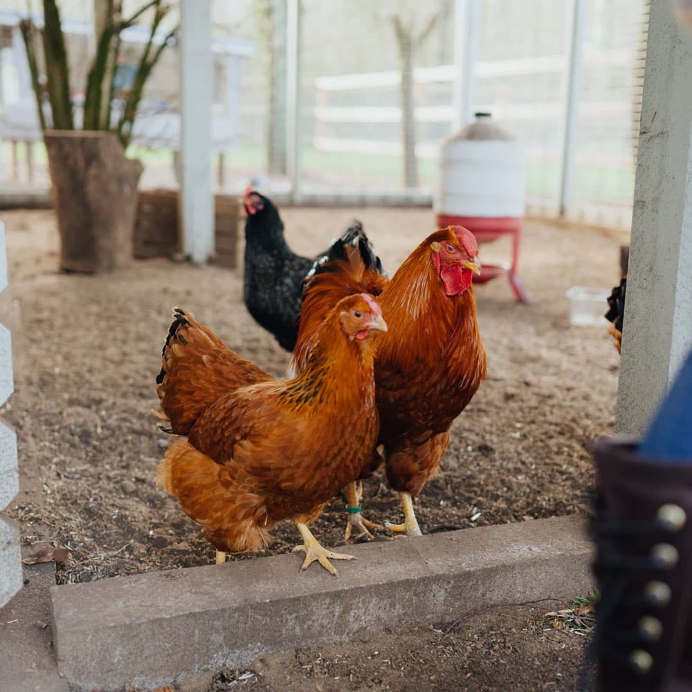 Hühnerkrankheiten im Fokus, die richtige Stallhygiene