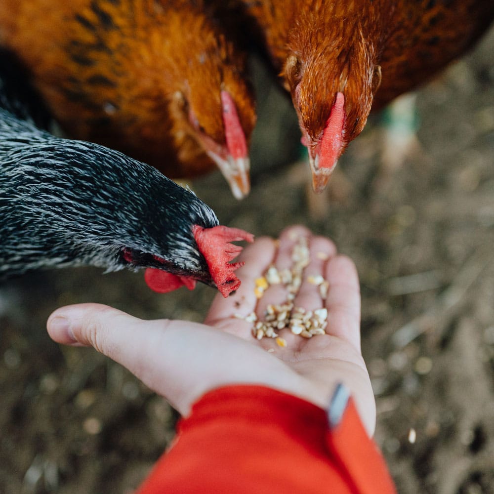 Natürliche Fütterung, Hühner werden mit Körnern gefüttert